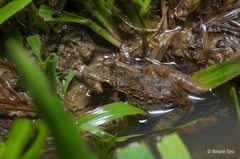 Limnonectes paramacrodon