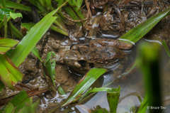 Limnonectes paramacrodon