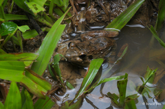 Limnonectes paramacrodon