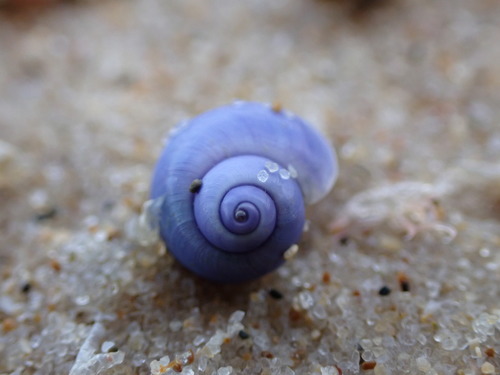 photo of Elongated Violet Snail (Janthina umbilicata)