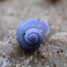 photo of Elongated Violet Snail (Janthina umbilicata)