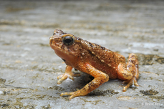 Ingerophrynus divergens