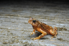 Ingerophrynus divergens