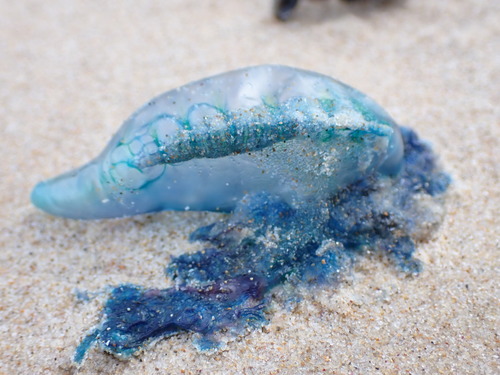 photo of Portuguese Man O' War (Physalia physalis)