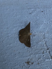 Plesiomorpha flaviceps