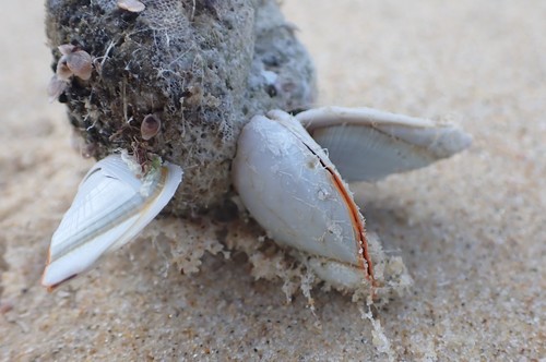 photo of Goose Barnacle (Lepas anserifera)