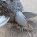 photo of Goose Barnacle (Lepas anserifera)