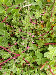 Aizoon portulacaceum