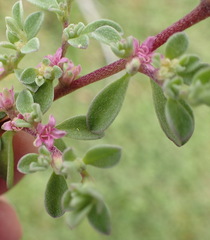 Aizoon portulacaceum