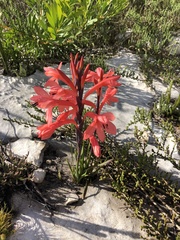 Watsonia fergusoniae