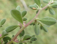 Aizoon portulacaceum