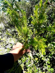 Coleonema pulchellum