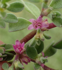 Aizoon portulacaceum