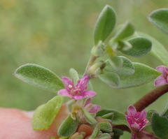 Aizoon portulacaceum
