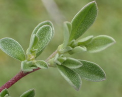Aizoon portulacaceum