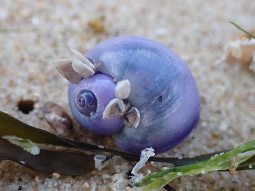 photo of Violet Snails (Janthina)