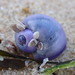 photo of Violet Snails (Janthina)