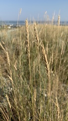 Agropyron desertorum
