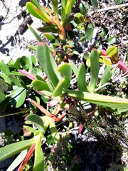 Carpobrotus deliciosus