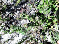 Chaenostoma campanulatum