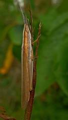 Brachycrotaphus tryxalicerus