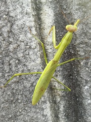 Tenodera sinensis