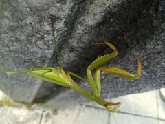 Tenodera sinensis