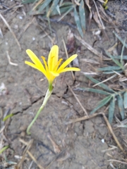 Narcissus cavanillesii