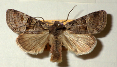 Brachylomia viminalis