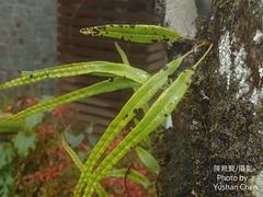 Lepisorus heterolepis image