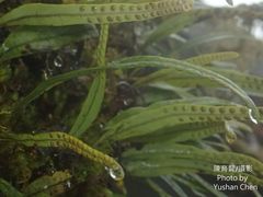 Lepisorus heterolepis image