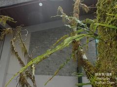 Lepisorus heterolepis