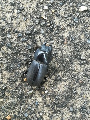 Dorcus rectus rectus