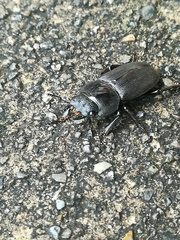 Dorcus rectus rectus