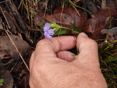 Brunoniella