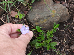 Brunoniella