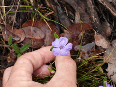 Brunoniella