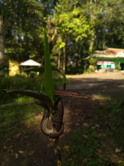 Psammodynastes pulverulentus