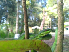 Trimeresurus insularis
