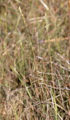 Anthenantia rufa