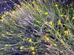 Encelia resinifera