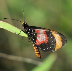 Acraea anemosa