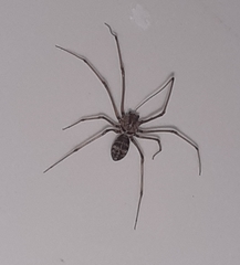 Scytodes