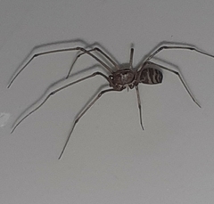Scytodes