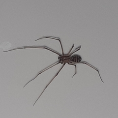 Scytodes