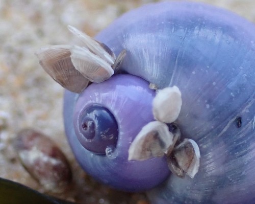 photo of Small Goose Barnacle (Lepas pectinata)