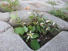 Solanum nigrum nigrum
