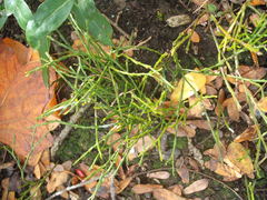 Psilotum nudum