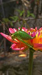 Metaplastes pulchripennis