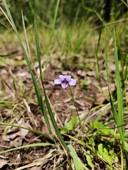 Viola silicestris